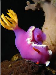 It's Barney Of The Underwater! Taken with Canon S80 in Te... by Ed Eng 